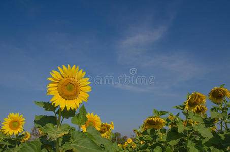 天空 风景 托斯卡纳 颜色 农业 花瓣 美女 太阳 植物