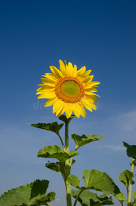 太阳 领域 天空 特写镜头 向日葵 农业 植物区系 颜色