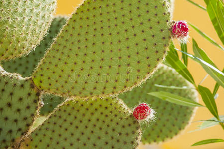 夏天 太阳 沙漠 脊柱 食物 灌木 水果 植物 植物学 仙人掌科