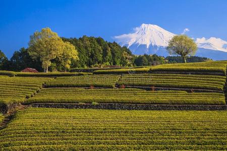旅游业 亚洲 天空 富士 遗产 种植园 旅行 自然 世界