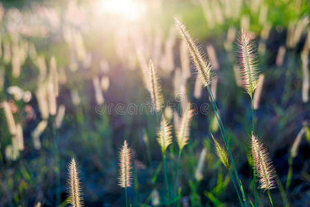 夕阳中的草花