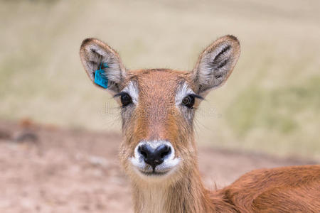 游戏 黑斑羚 面对 漂亮的 眼睛 美丽的 动物 肖像 保护