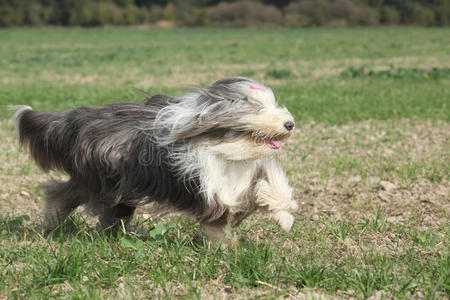 胡须牧羊犬在大自然中奔跑