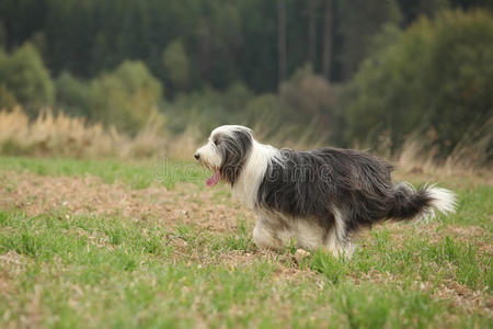 胡须牧羊犬在大自然中奔跑