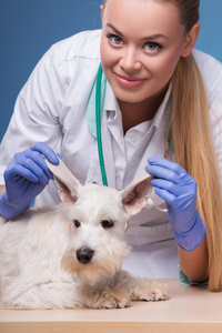 女兽医检查小狗耳朵