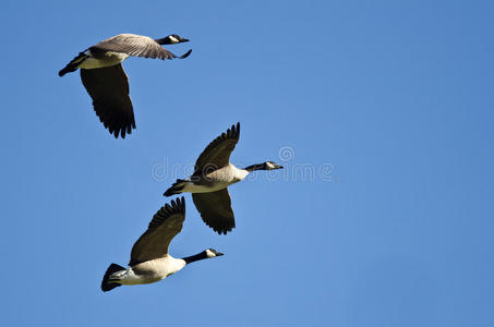 三只加拿大大雁在蓝天上飞翔