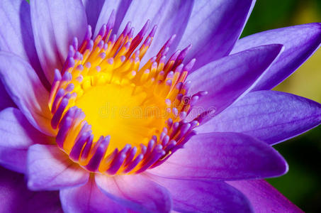 五颜六色的紫色莲花