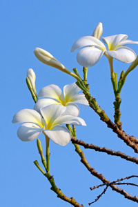 鸡蛋花。