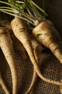 香料 西芹 花园 草本植物 收获 植物 美食家 沙拉 食物