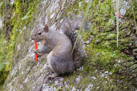 吃垃圾的动物图片