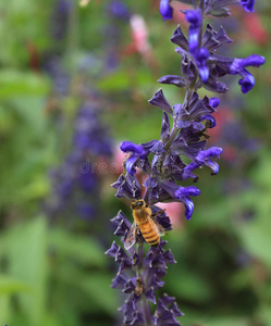 蜂蜜 植物 春天 花粉 花蜜 昆虫 自然 丁香花 紫罗兰