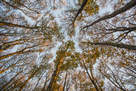 冬青叶和蓝天，秋天，森林卡森蒂尼，托斯卡纳