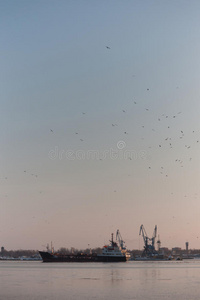 海鸥 起重机 拉脱维亚 欧洲 港口 日落 城市 海岸 物流
