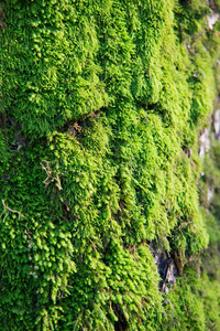 特写镜头 公园 森林 树皮 苔藓 生长 植物 丛林 风景