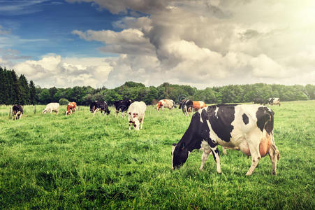 兽群 乳制品 行业 土地 奶牛 牛奶 动物 乡村 欧点 农事