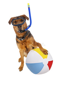 带沙滩球和浮潜的狗