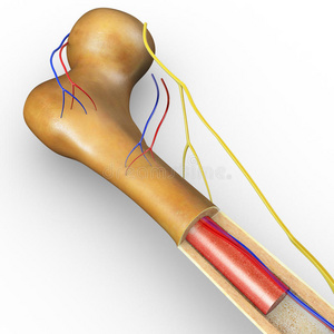 骨骺图片