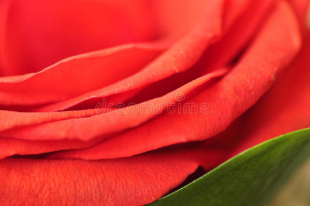 玫瑰 树叶 猩红 植物 纹理 花瓣