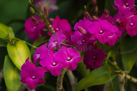 花瓣 美女 紫色 粉红色 分支 不及物动词 花束 植物区系