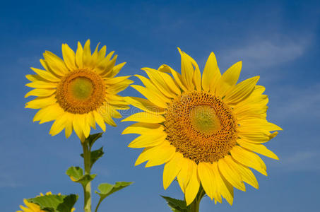 农业 植物区系 自然 特写镜头 美女 颜色 植物 太阳 托斯卡纳