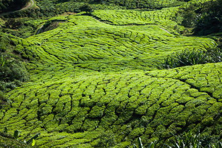 青山茶种植卡梅隆高地，马来西亚