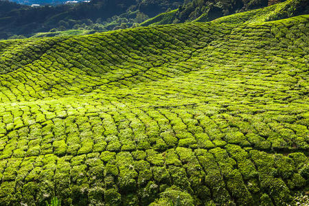 土地 早晨 卡梅伦 风景 植物 小山 环境 植物区系 房地产