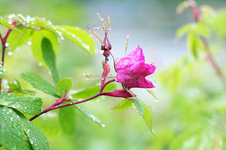 玫瑰茎没有荆棘图片