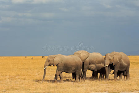 草原上的非洲象