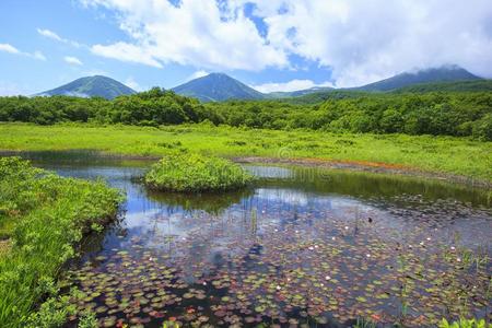 日本人 七月 环境 离开 场景 池塘 季节 沼泽地 自然