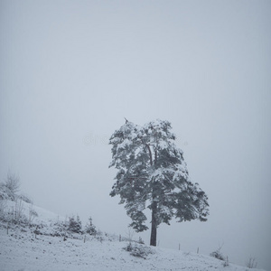 树上的雪