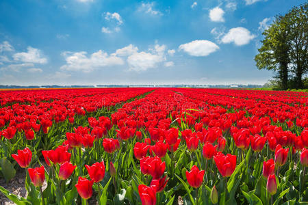 美丽的红色郁金香在阳光明媚的一天，荷兰