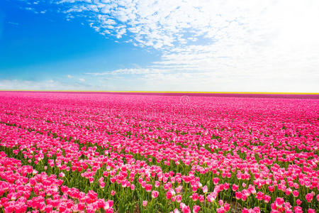 美丽的田野景色粉红色郁金香，荷兰