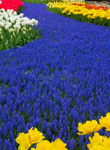 荷兰花园里蓝色的花河