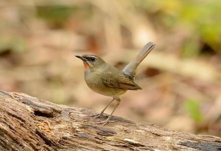 雄性西伯利亚红尾鲷(luscinia calliope)照片