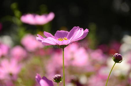 宇宙花粉红色