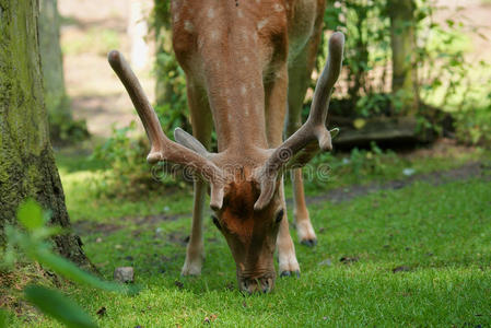 鹿在森林地板上吃草吃草的棕色大鹿.