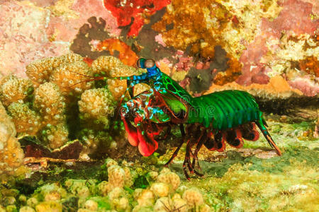 普通螳螂孔雀螳螂虾照片