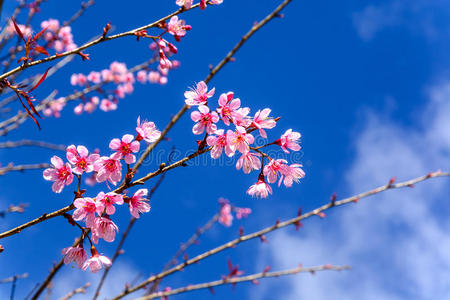 樱花或樱花与蓝天