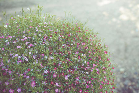 盆景 橄榄 花园 植物 生长 桌子 照片 自然 形象 分支