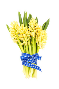 用蓝色丝带装饰的黄色风信子的花束。 孤立的