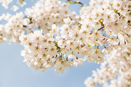 日本樱花盛开的鲜花。樱桃树