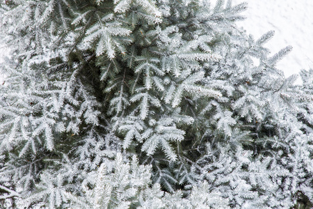 雪覆盖的装饰蓝杉木树枝