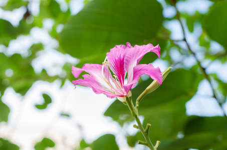 花蝴蝶树