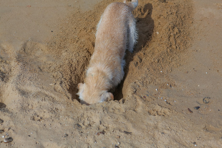 狗挖海滩上的沙