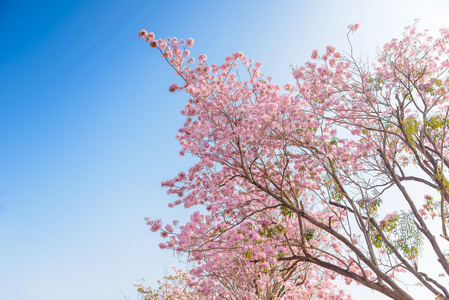 重蚁糠疹是一种粉红色的花新热带树和蓝蓝的天空