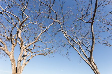 蓝天上无叶树枝的抽象