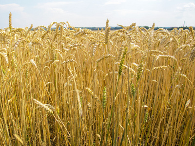 金色的麦田。乌克兰欧洲