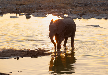 大象在日落时水