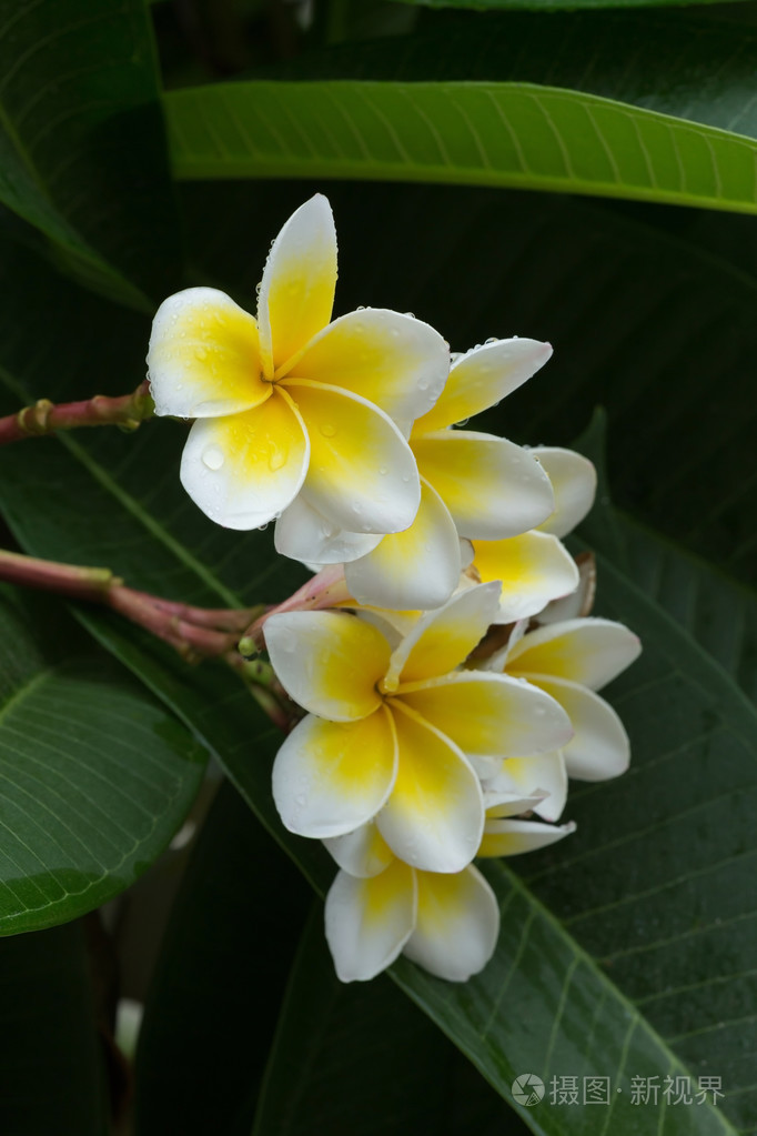白色的鸡蛋花鸡蛋花热带花卉用水下降