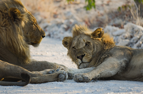 在纳米比亚非洲狮子